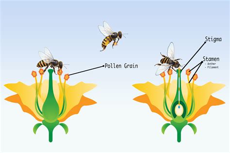 bee simulator khan academy|The plants & the bees: Plant reproduction (video) .